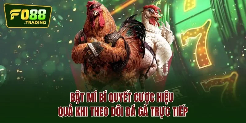 Bật mí bí quyết cược hiệu quả khi theo dõi đá gà trực tiếp