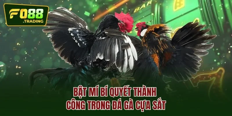 Bật mí bí quyết thành công trong đá gà cựa sắt