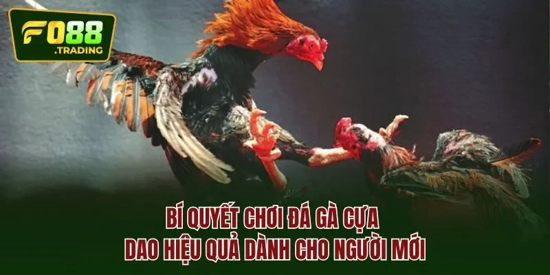 Bí quyết chơi đá gà cựa dao hiệu quả dành cho người mới