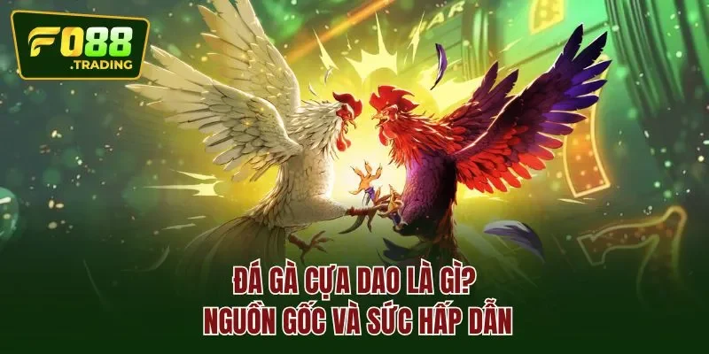 Đá gà cựa dao là gì? Nguồn gốc và sức hấp dẫn