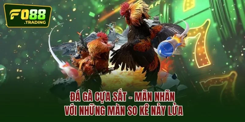 Đá gà cựa sắt