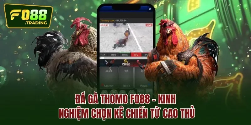 Đá gà thomo