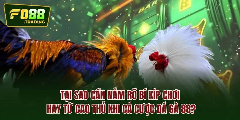 Tại sao cần nắm rõ bí kíp chơi hay từ cao thủ khi cá cược đá gà 88?