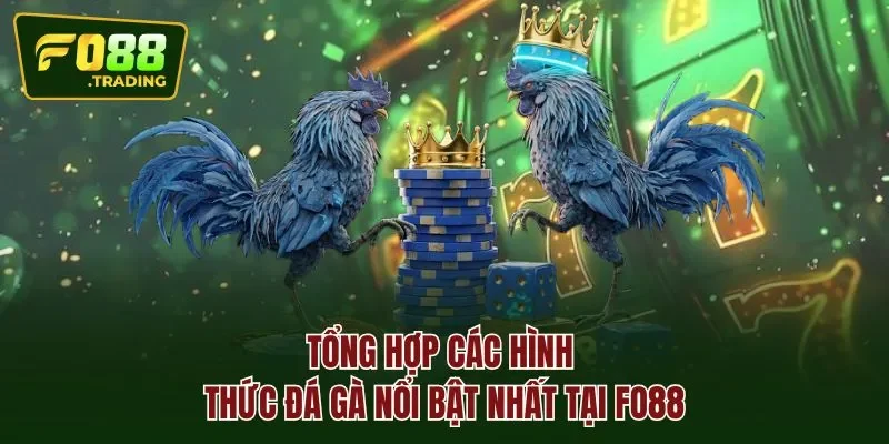 Tổng hợp các hình thức ĐÁ GÀ nổi bật nhất tại FO88
