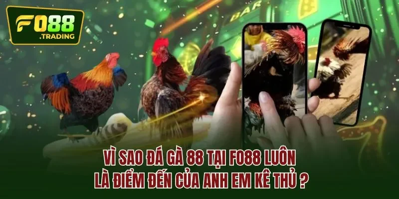 Vì sao đá gà 88 tại FO88 luôn là điểm đến của anh em kê thủ?
